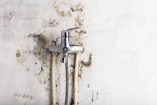 Best Mold Remediation Experts  in Silver Lake, NC