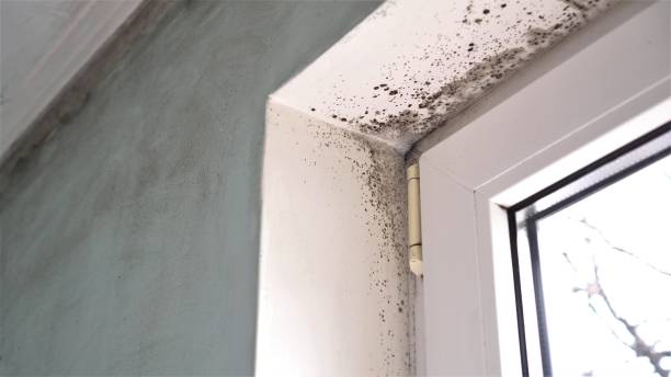 Best Black Mold Removal  in Silver Lake, NC