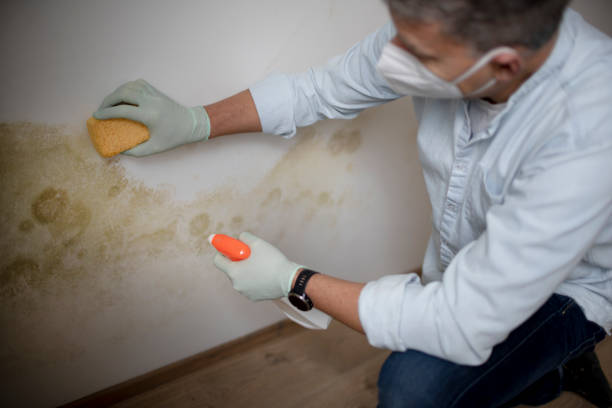 Best Professional Mold Removal  in Silver Lake, NC