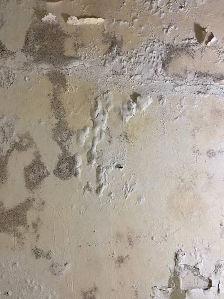 Crawl Space Mold Removal in Silver Lake, NC