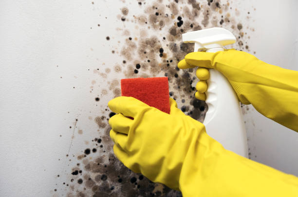 Best Mold Removal Company Near Me  in Silver Lake, NC