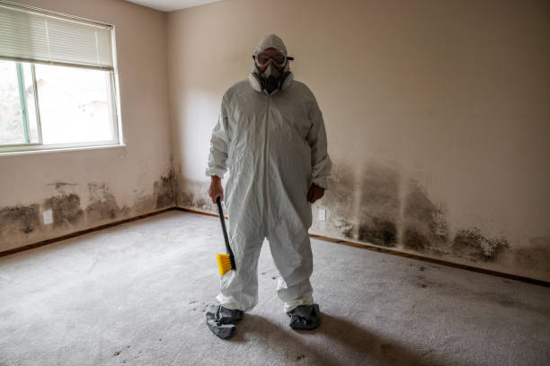 Trusted Silver Lake, NC Mold Removal Experts