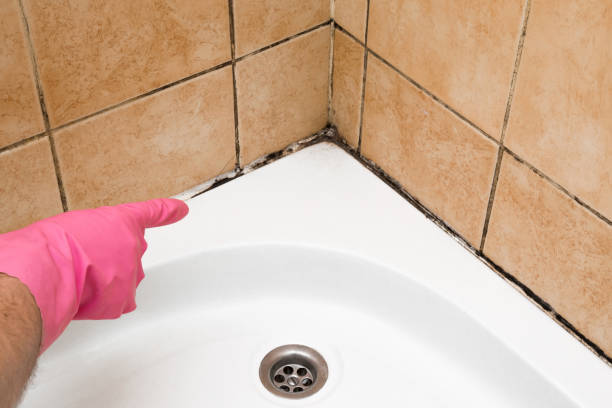Best Toxic Mold Removal  in Silver Lake, NC