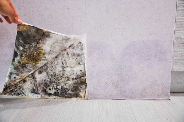 Best Local Mold Removal Service  in Silver Lake, NC